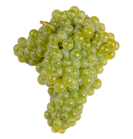 macabeo uva